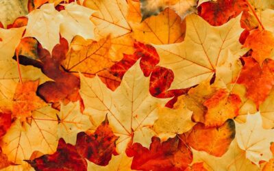 5 Punkte, die für Ihr Vermögen im Herbst wichtig sind