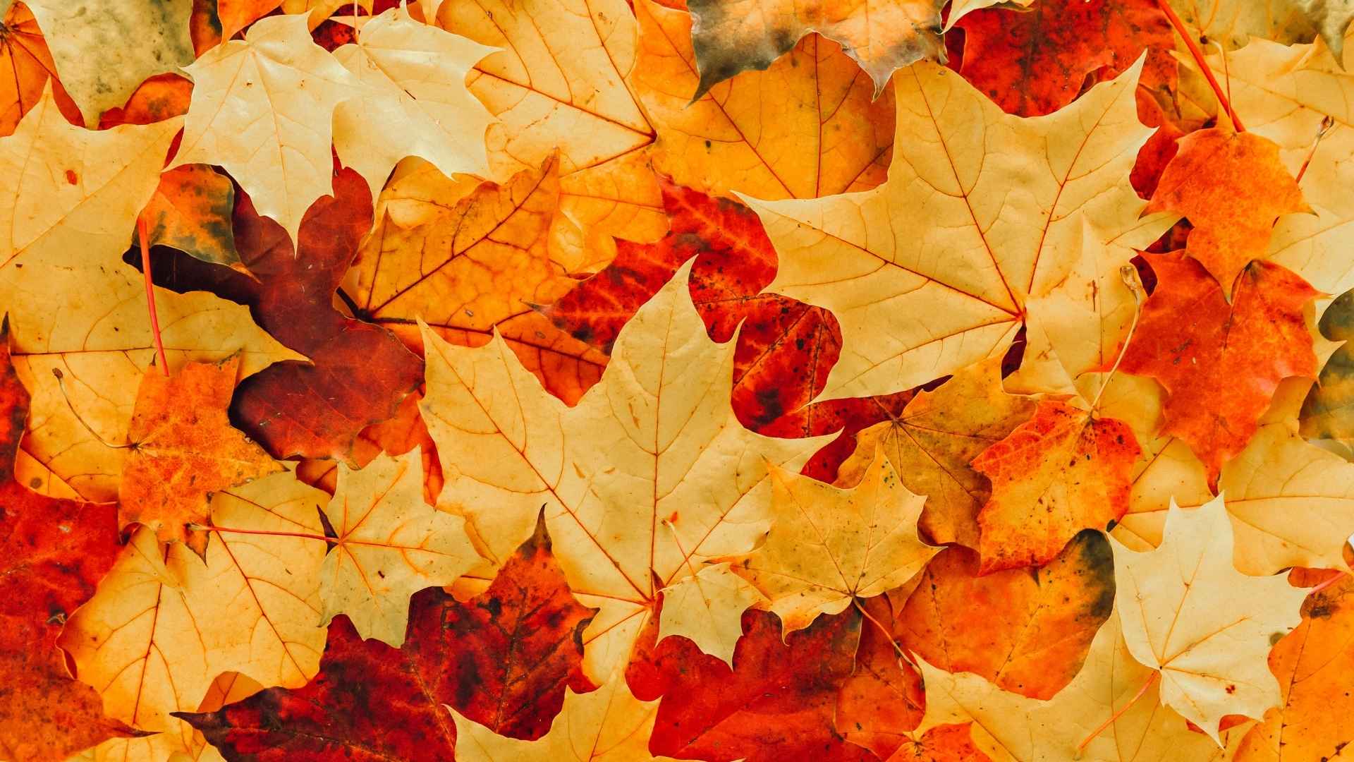 5 Punkte, die für Ihr Vermögen im Herbst wichtig sind